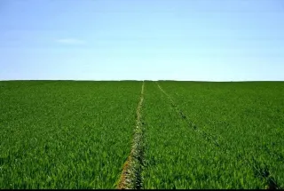 Foto 2 di 5: Vendesi lotto agricolo di grandi dimensioni a Martinengo