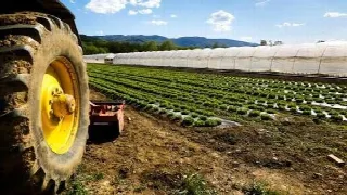 Foto 5 di 5: Vendesi lotto agricolo di grandi dimensioni a Martinengo