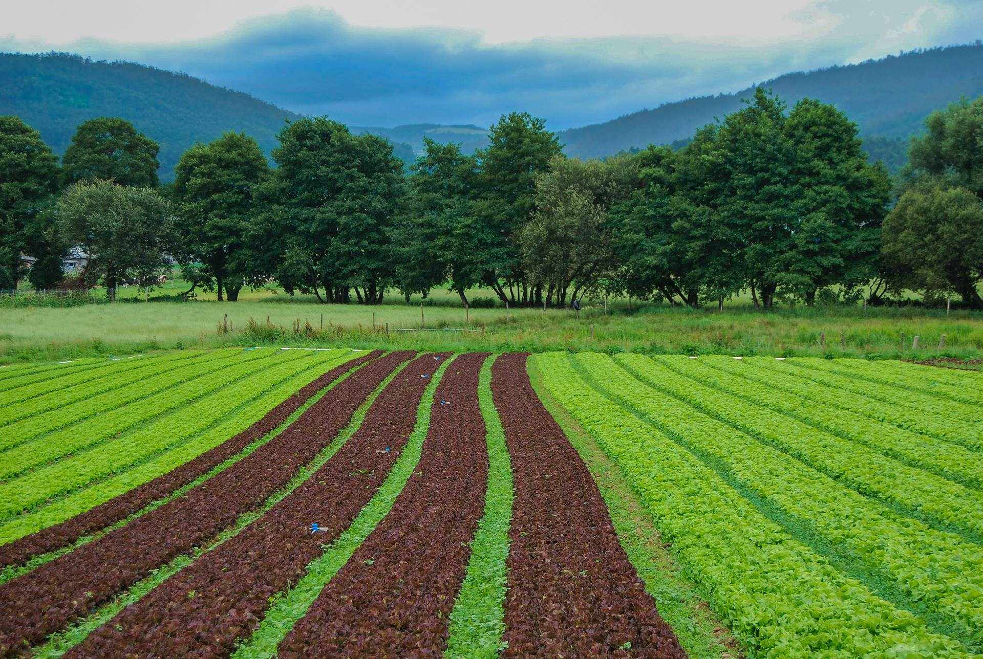 Terreni e fabbricati agricoli in vendita