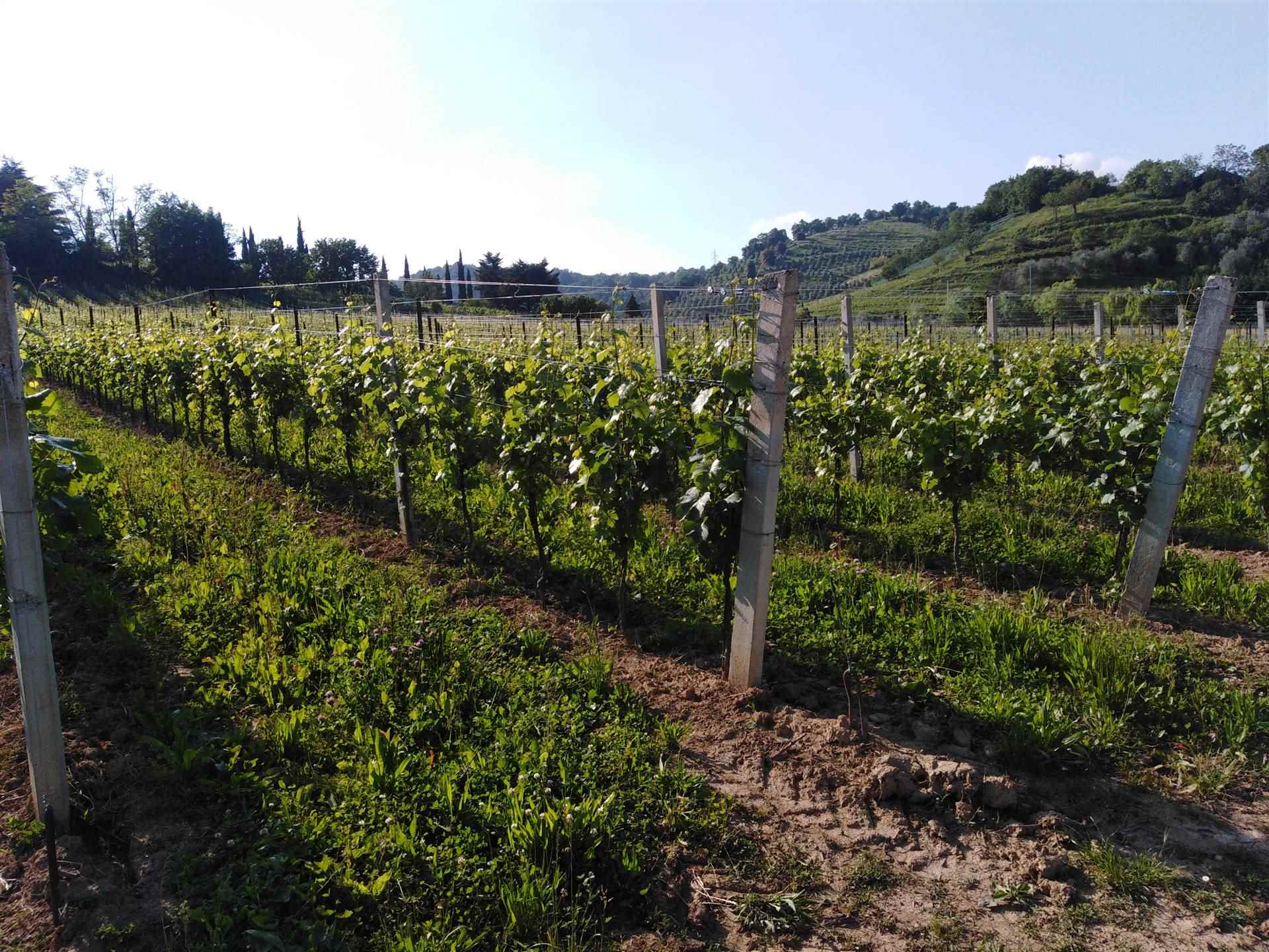 Vigneto docg all'interno del perimetro dell'area del Moscato