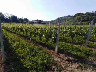 Foto 1 di 2: Vigneto docg all'interno del perimetro dell'area del Moscato