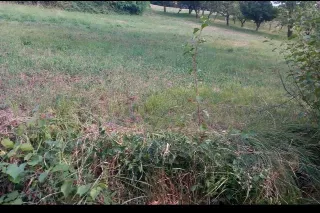 Foto 1 di 3: Ampio appezzamento agricolo in vendita (catastalmente vigneto)