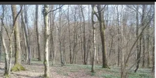 Foto 3 di 3: Ampio appezzamento agricolo in vendita (catastalmente vigneto)