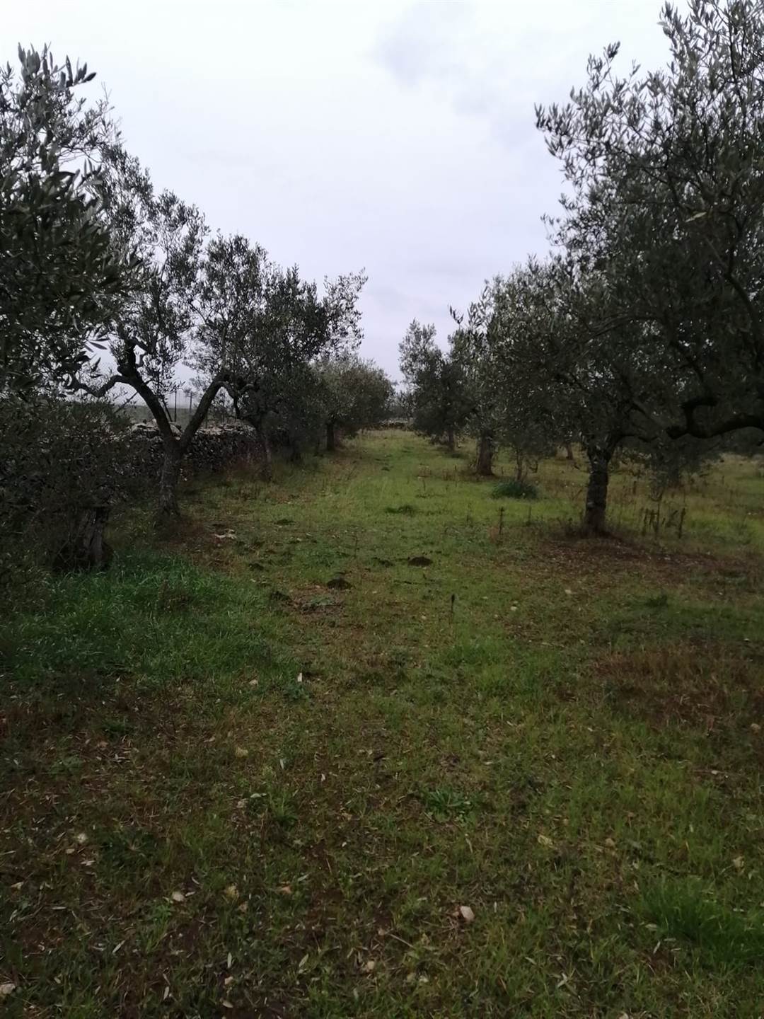 Vendesi oliveto con rustico