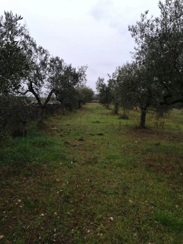 Vendesi oliveto con rustico