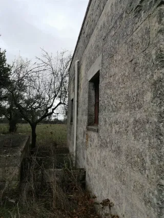 Foto 4 di 7: Vendesi oliveto con rustico