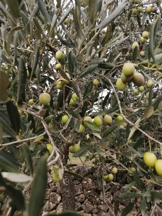 Foto 6 di 7: Vendesi oliveto con rustico