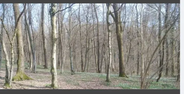 Bosco ( qualità castagneto da frutto) in vendita